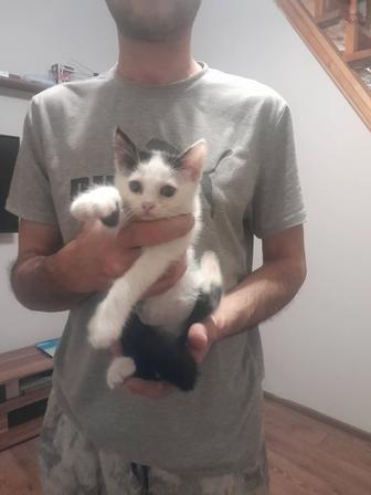 Отдам котенка в хорошую семью