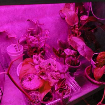 Продам комнатные растения