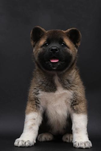 Щенки Американской Акиты возможна рассрочка Каспий ред