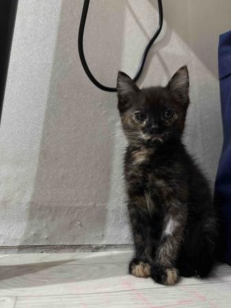 Котенок! В ДОБРЫЕ РУКИ