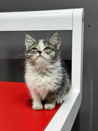 Котенок в добрые руки