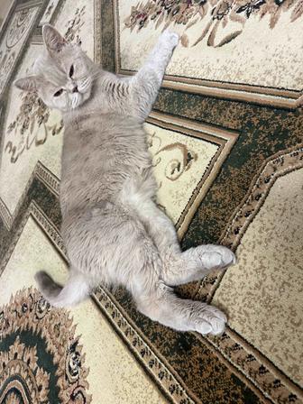 Кошка британка