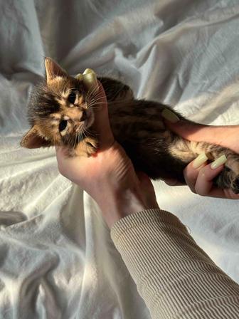 абиссинский котенок