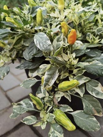 Перец острый с вариегатными листьями и бутонами