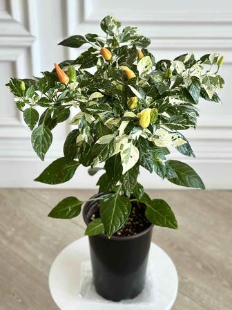 Перец острый с вариегатными листьями с бутонами и плодами