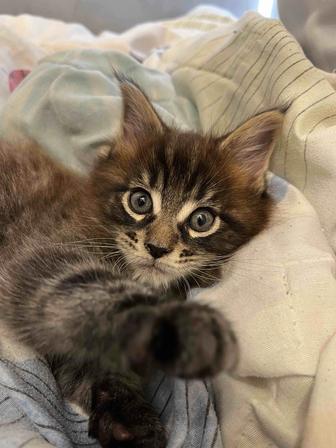 Котенок мейн-кун 1,5 месяца