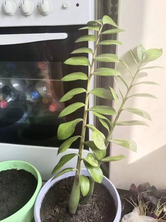 Продам большое долларовое дерево