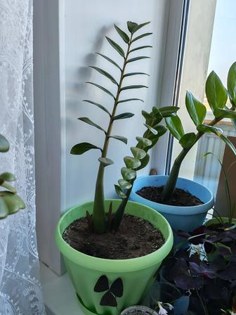 Продам большое долларовое дерево