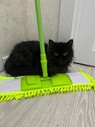 Пропала кошка
