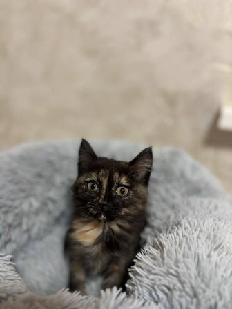 Отдам бесплатно котенка