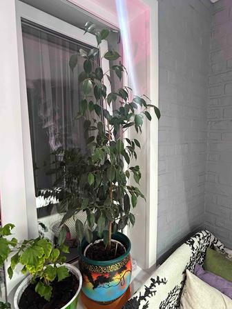 Продам Фикус Бенджамина 92 см высотой