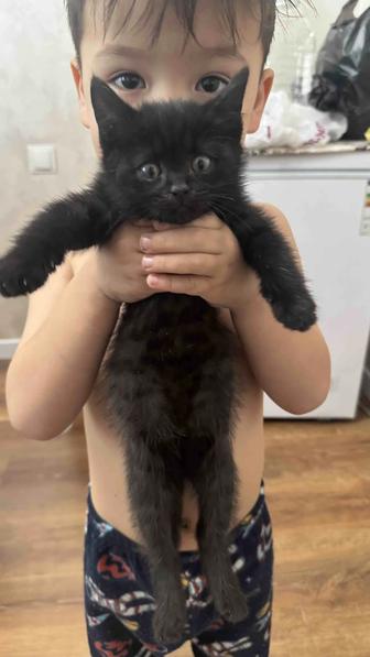 Отдам котенка в добрые руки