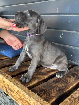 Замечательные щенки Кане Корсо Девочки только Остались 4 щенка