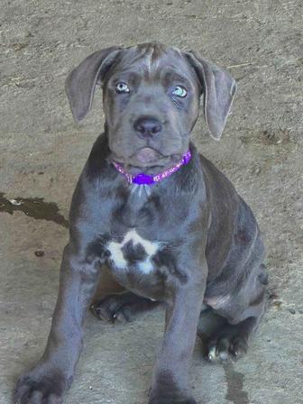 Замечательные щенки Кане Корсо Девочки только Остались 3 щенка