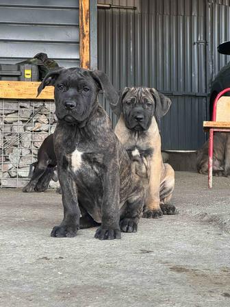 Замечательные щенки Кане Корсо Девочки только Остались 2 щенка