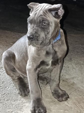 Замечательные щенки Кане Корсо 2 Девочки 150 тыс мальчик 300 тыс