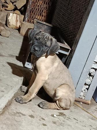 Осталась одна девочка Кане корсо возраст месяца