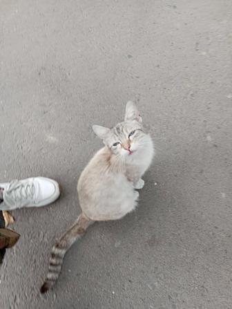 Найдена кошка