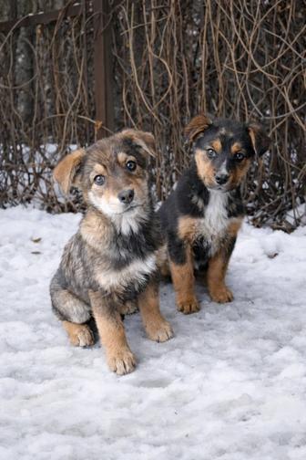 Щенки мальчик и девочка