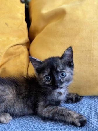 Котята ищут дом