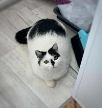 Сладкая булочка, красивая кошечка ищет дом