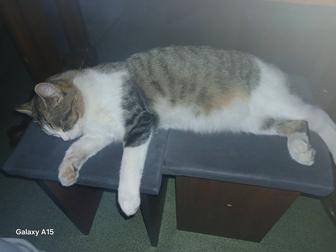 Бесплатно Отдам кота