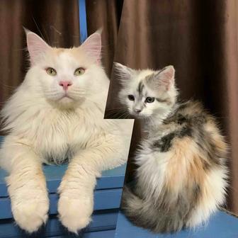 Девочка мейнкун (серебро)