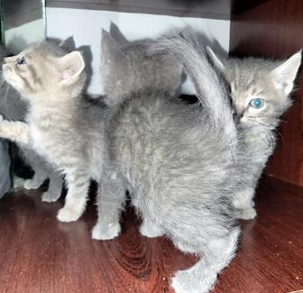 КОТЯТА ищут Хозяина