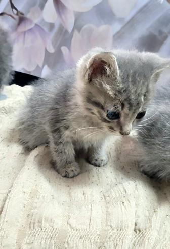 КОТЯТА ищут Хозяина