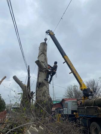 Спил деревьев, вывоз.выкарчёвка