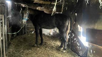 Продам Лошадь 3 года в городе Павлодар