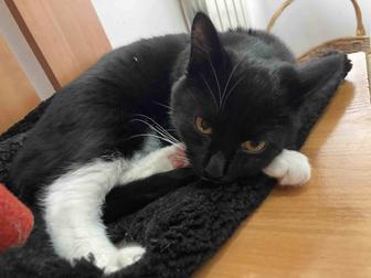 Отдам черно-белого котенка
