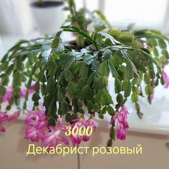 Цветы комнатные Сансевьера, диффенбахия, декабрист, дримиопсис,