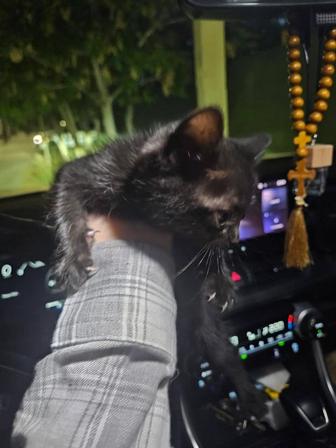 Котенок