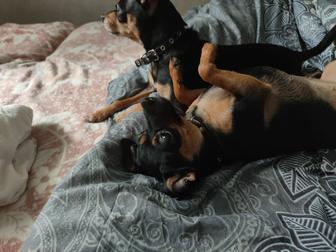 Вязка собаки той терьер