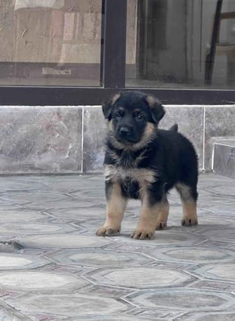 Немецкие овчарки