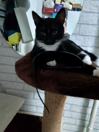 Отдам котенка срочно