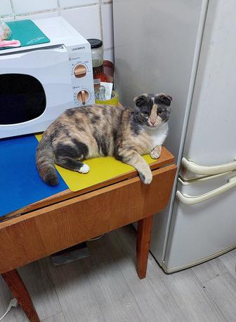 Кошечка в добрые руки.