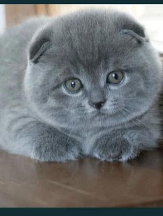 Котята скоттиш фолд