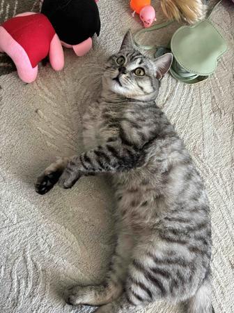 Отдам кота в хорошие руки