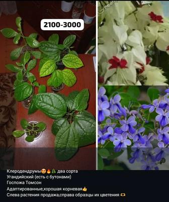 Цветочки и отростки разные
