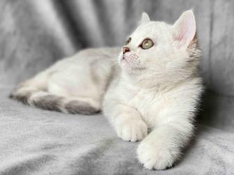 Британская короткошерстная 2 месяца
