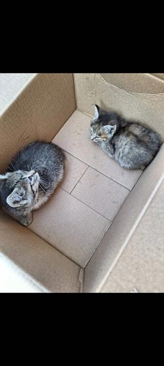 Котенок мальчик ищет дом