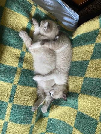 Котенок скоттиш страйт, мальчик
