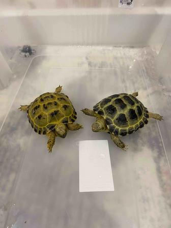 Сухопутная черепаха