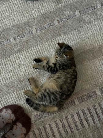 Кошечки стерилизованные