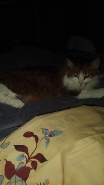 Кошка стилизированна