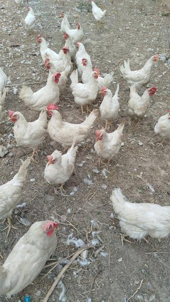 Продам куры Леггорн