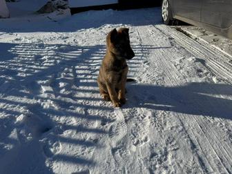 Немецская овчарка