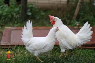 Продам кур
